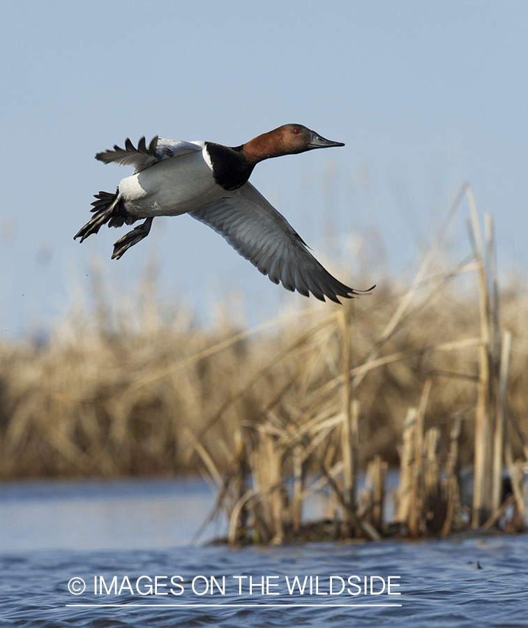 Canvasback duck in flight.