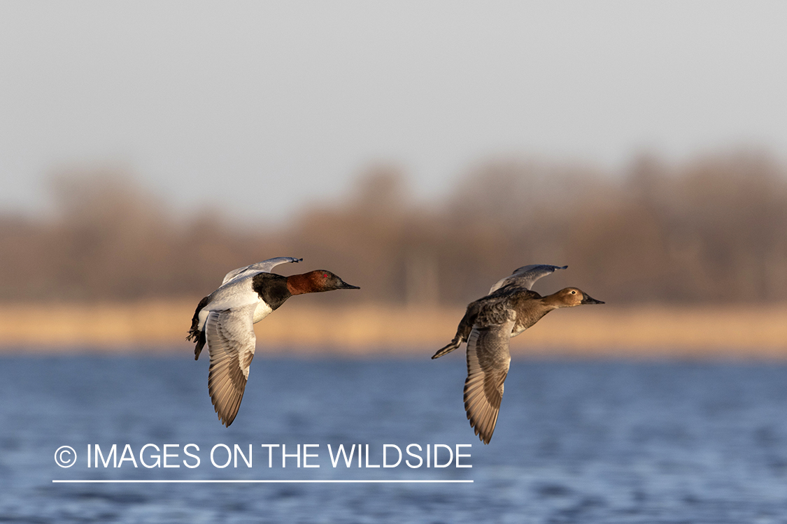 Canvasback drake and hen in flight.