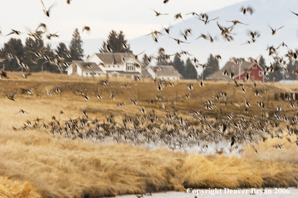 Flock of mallards in flight.