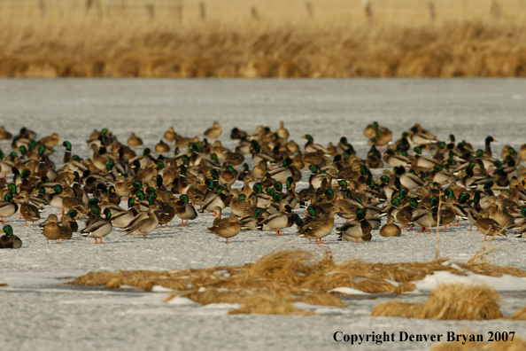 Mallard flock