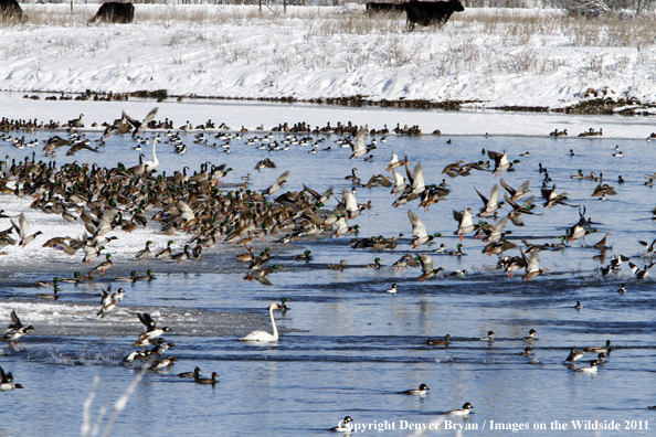 Mallards and miscellaneous waterfowl in winter. 