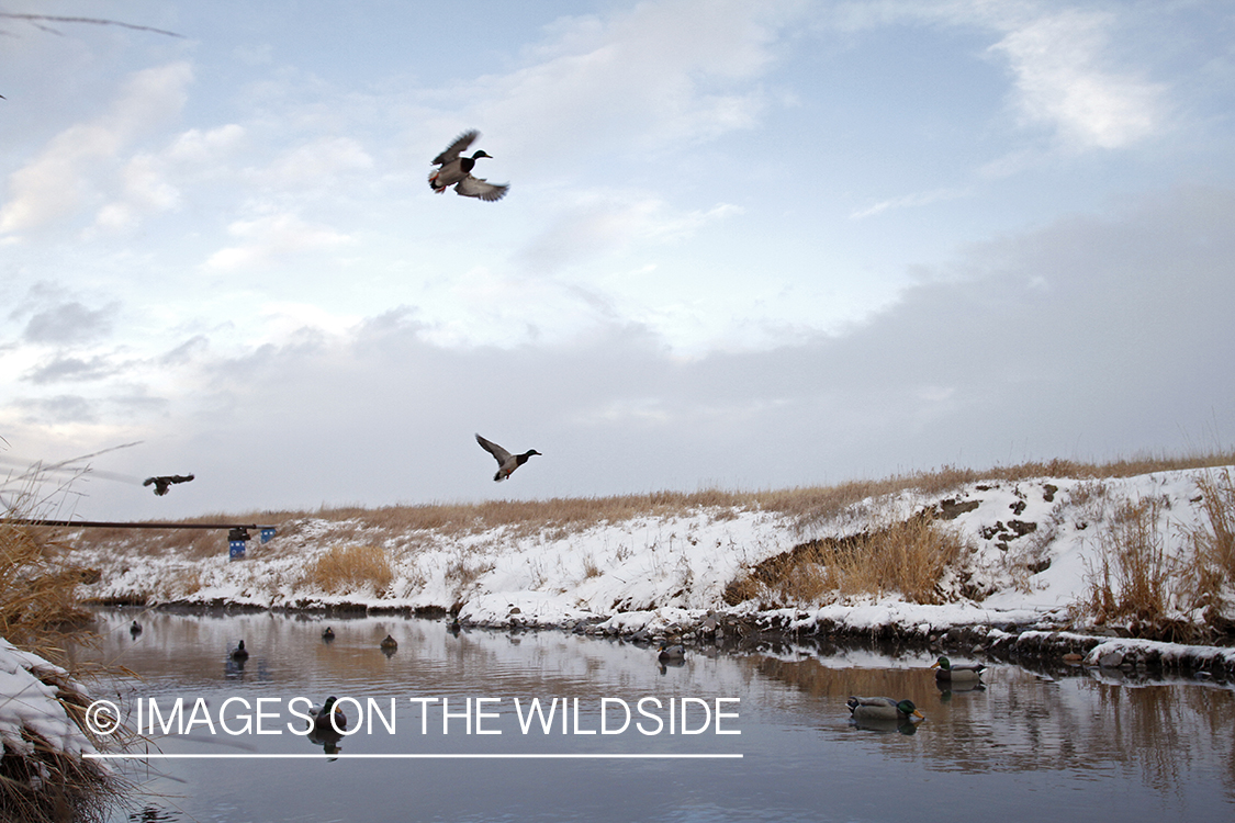 Mallards landing in decoys.