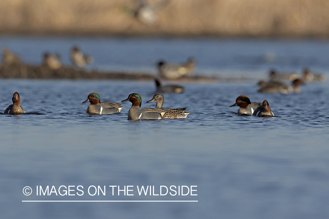 Green-winged Teal on pond.