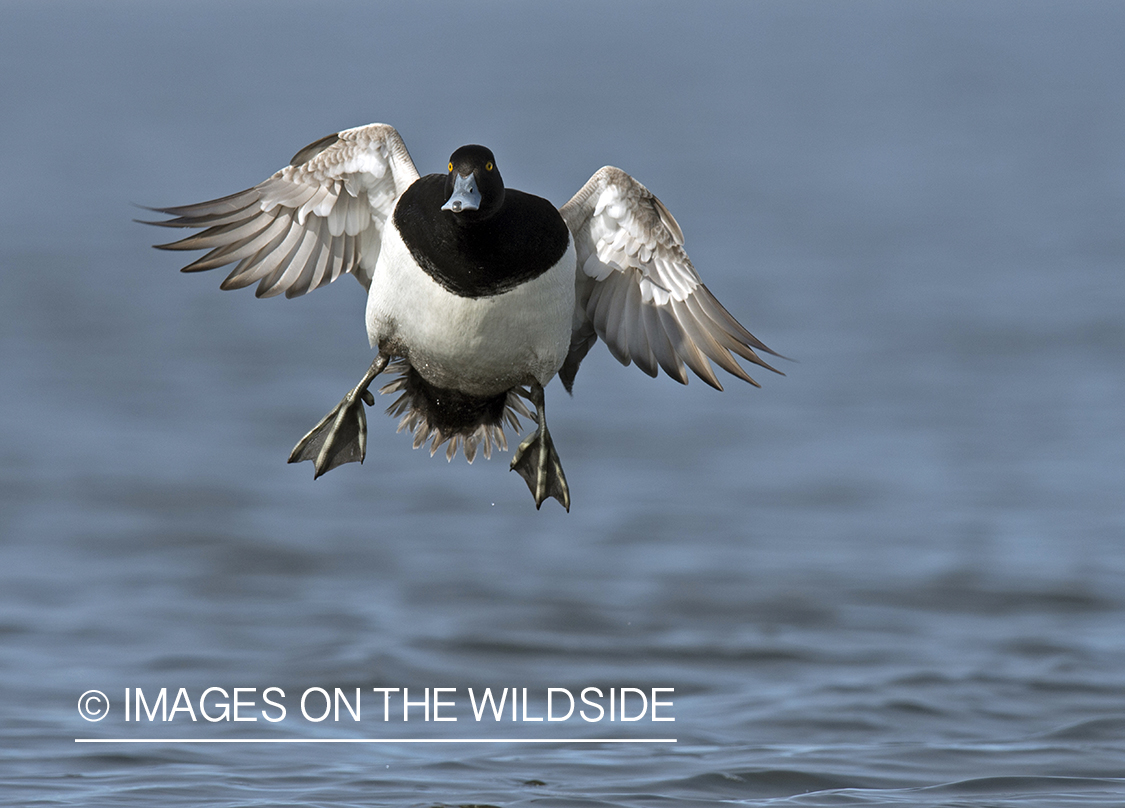 Lesser Scaup in flight.