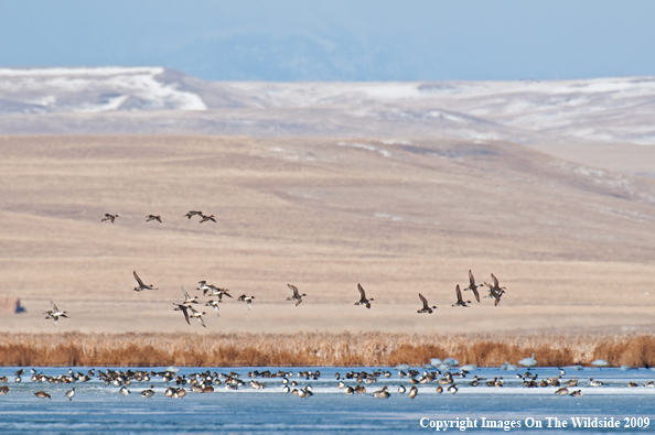 Pintail duck flock.