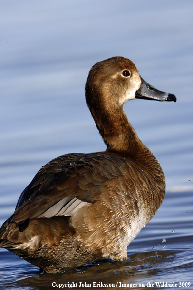 Redhead in habitat