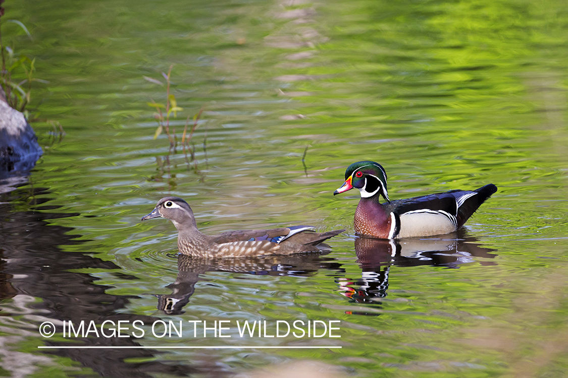 Wood duck pair in habitat.