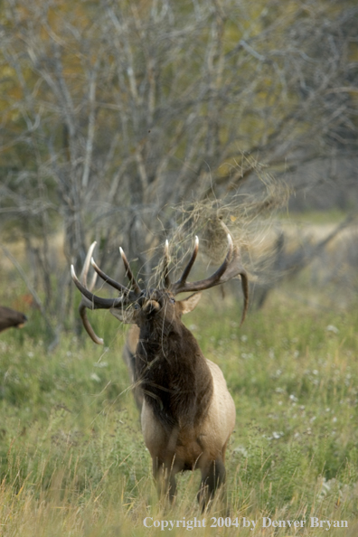 Aggressive Rocky Mountain bull elk in habitat.