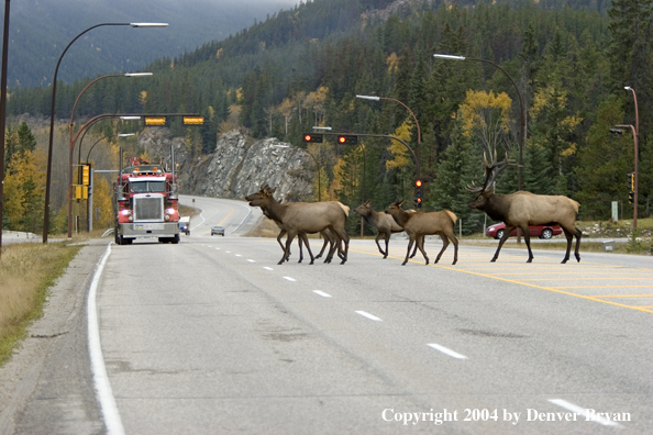 Rocky Mountain elk crossing road.