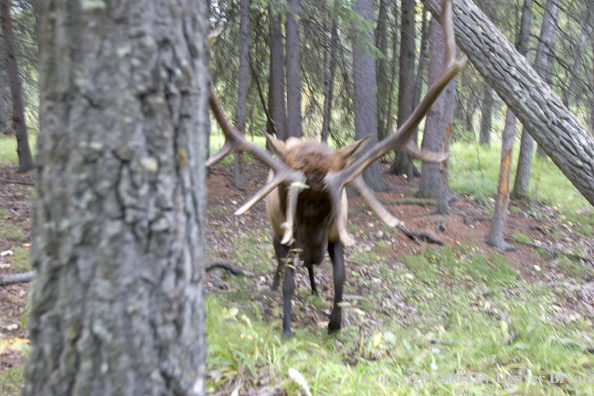 Rocky Mountain bull elk charging aggressively through forest.