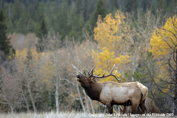 Rocky Mountain Elk bugling