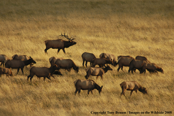 Rocky Mountain Elk in habitat