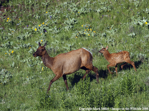 Elk Cow with Calf