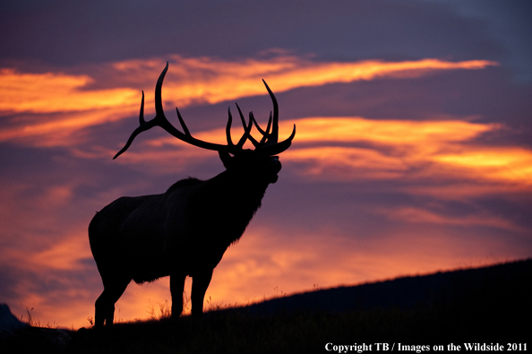 Rocky Mountain bull elk at sunset. 