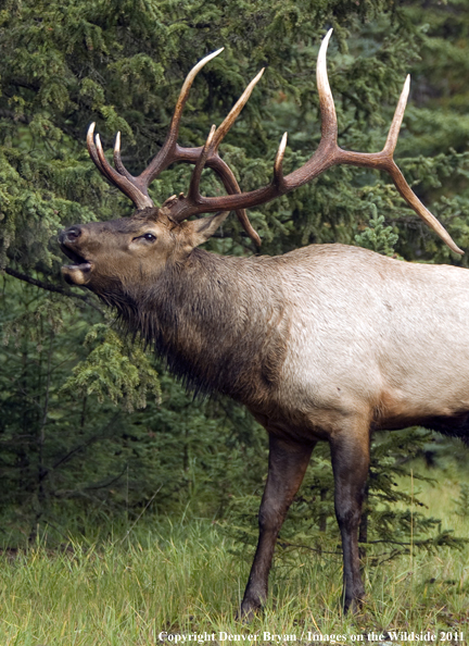 Rocky Mountain Bull Elk bugling. 