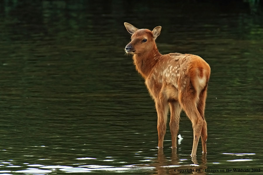 Elk calf in habitat.