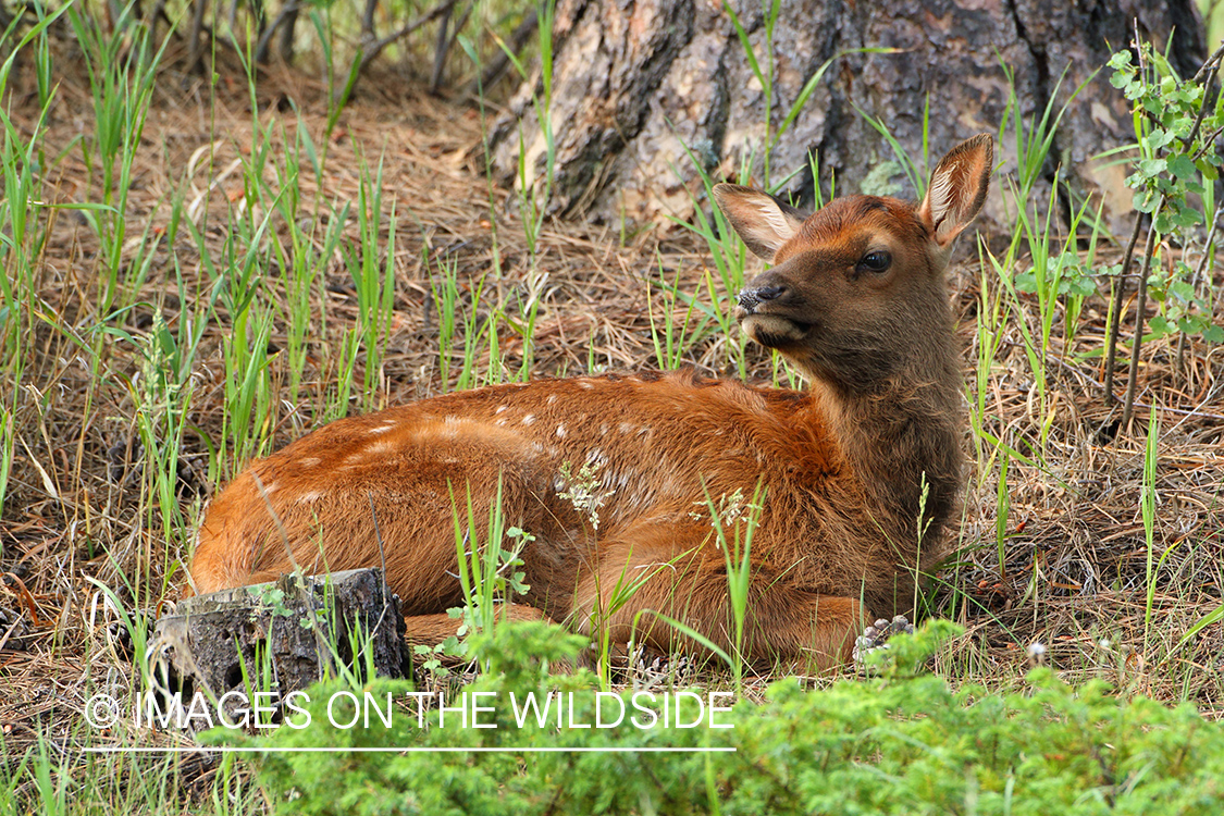 Rocky Mountain Elk calf in habitat.