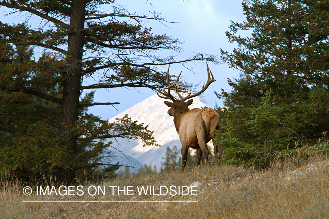 Rocky Mountain Bull Elk in habitat.