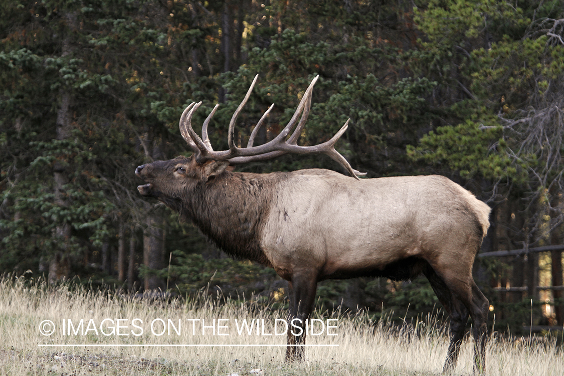 Rocky Mountain Bull Elk bugling in habitat.