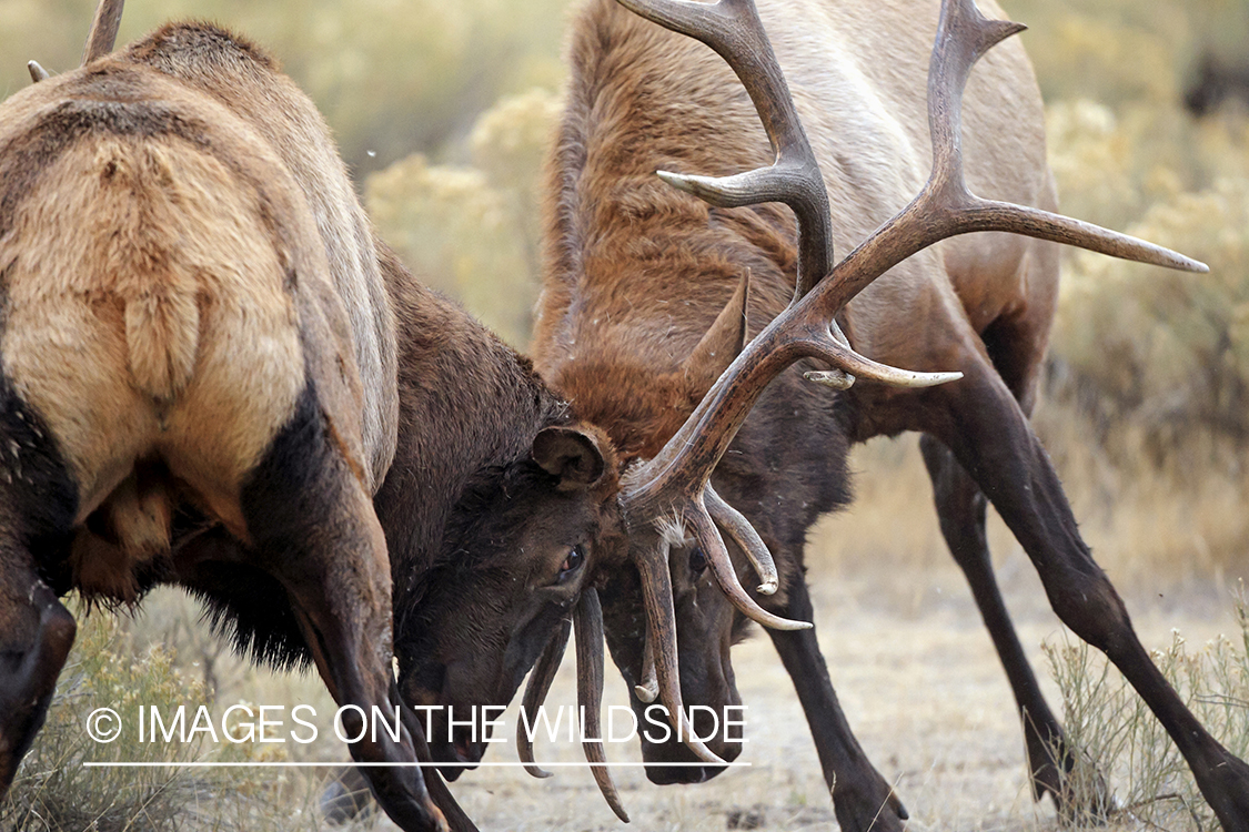 Rocky Mountain Bull Elk fighting in habitat.