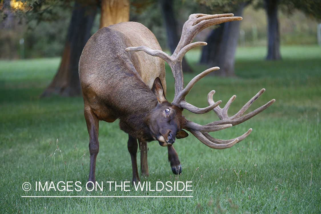 Bull elk in velvet scratching itself with antlers.