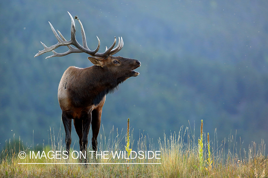 Bull elk bugling in field.