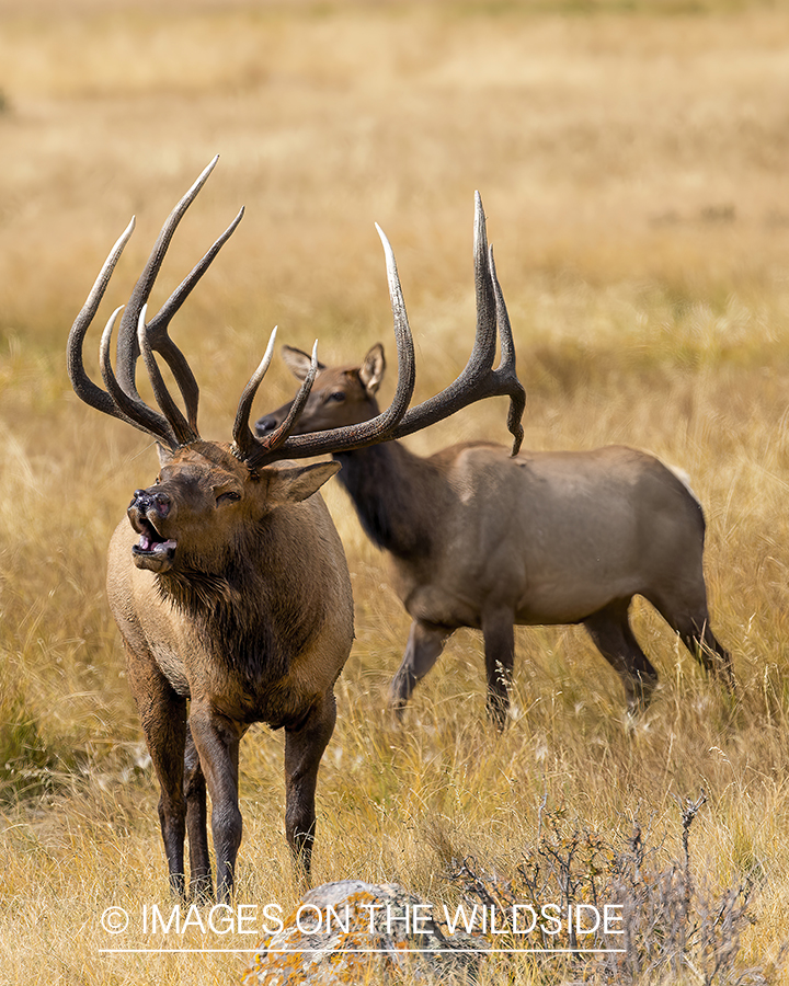 Bull elk with cow bugling.