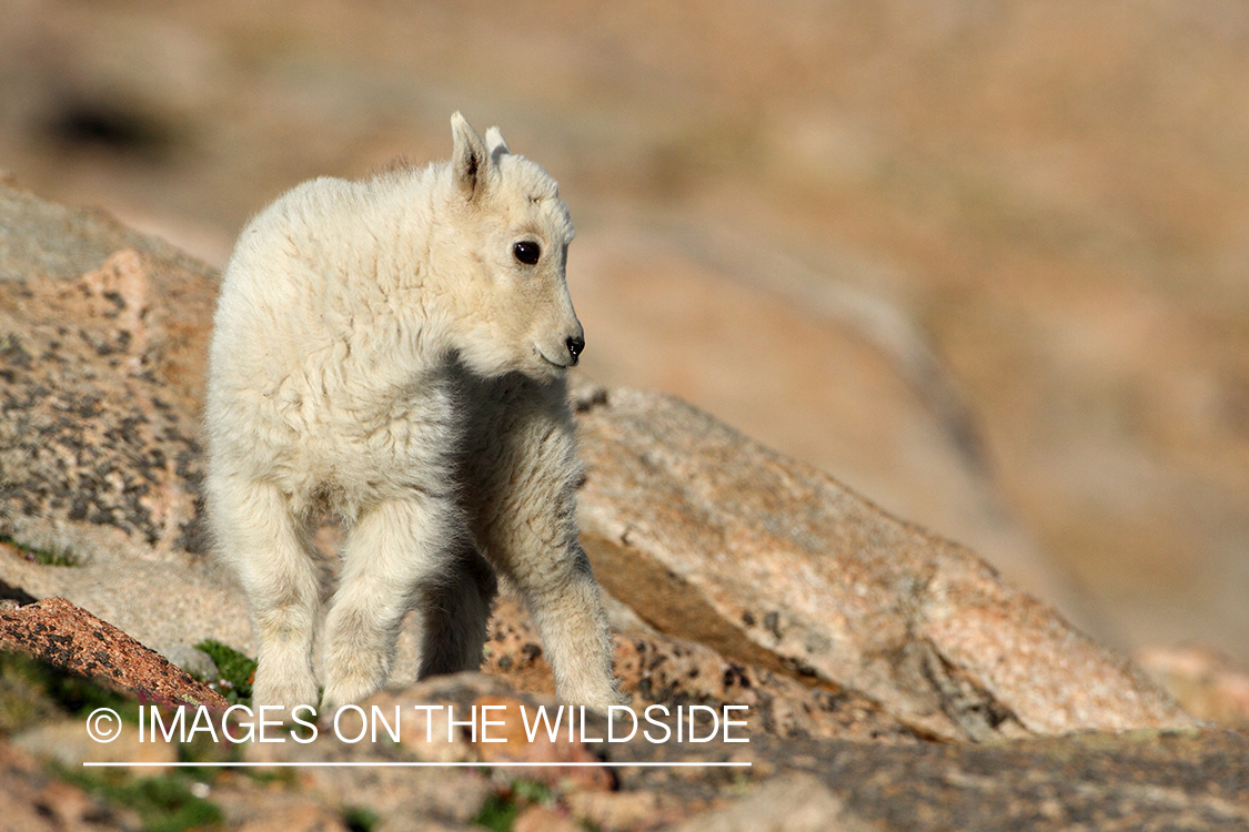 Rocky Mountain Goat kid in habitat.