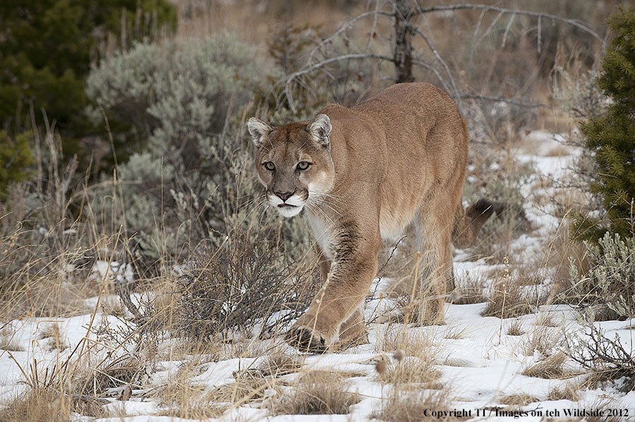 Mountain Lion in habitat.