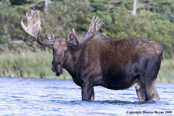 Shiras bull moose standing in water.