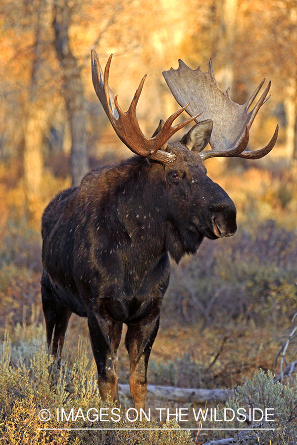 Shiras bull moose in habitat.