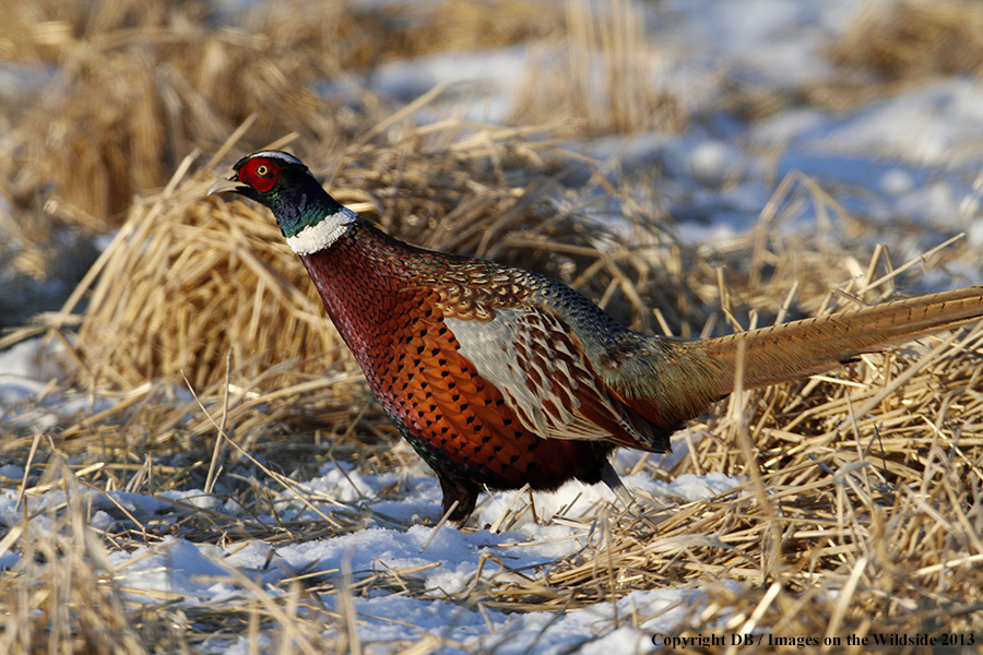 Ring-necked pheasant in habitat