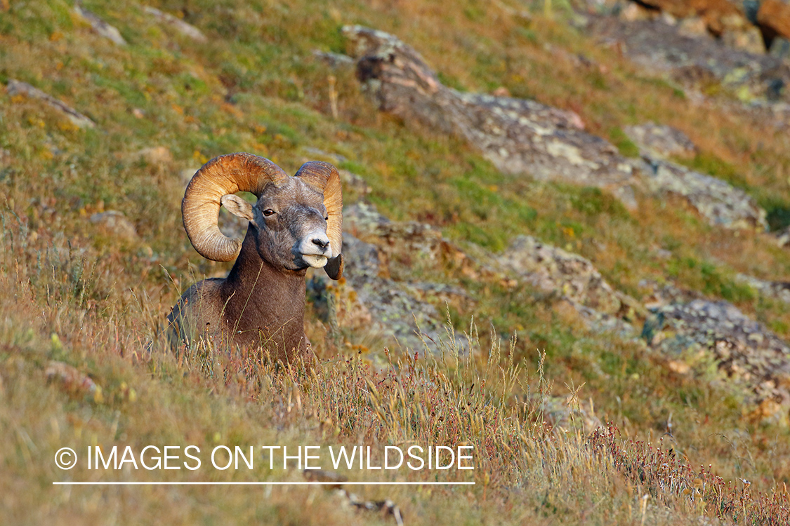 Rocky Mountain Bighorn Sheep in habitat.