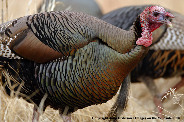 Eastern Wild Turkey