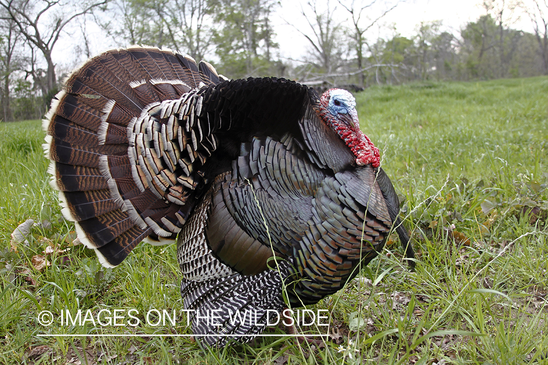 Rio grande turkey gobbler in spring habitat.