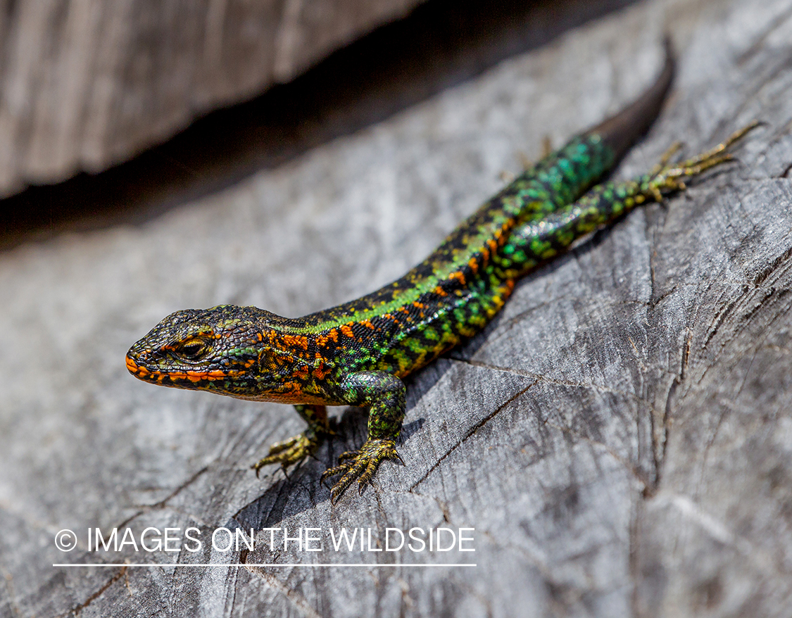 Lizard in Chile.