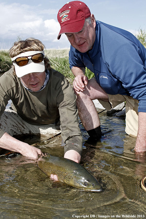 Flyfisher fighting jumping rainbow trout in spring creek.