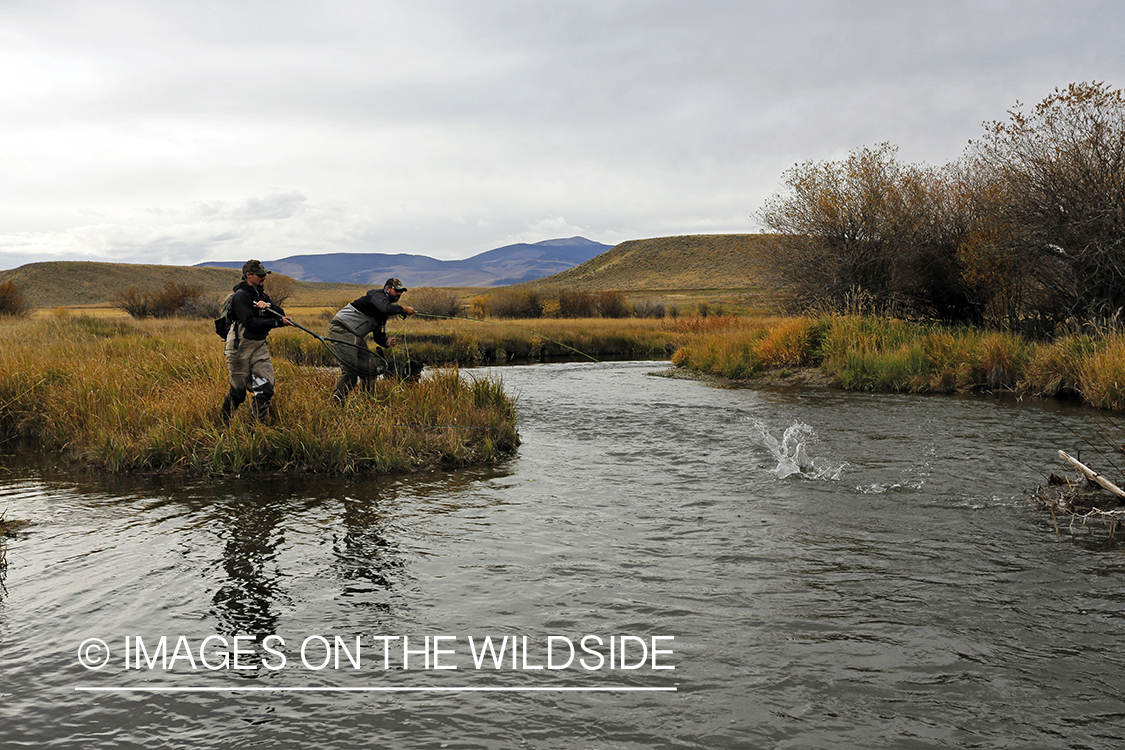 Flyfishermen fighting jumping trout on line.