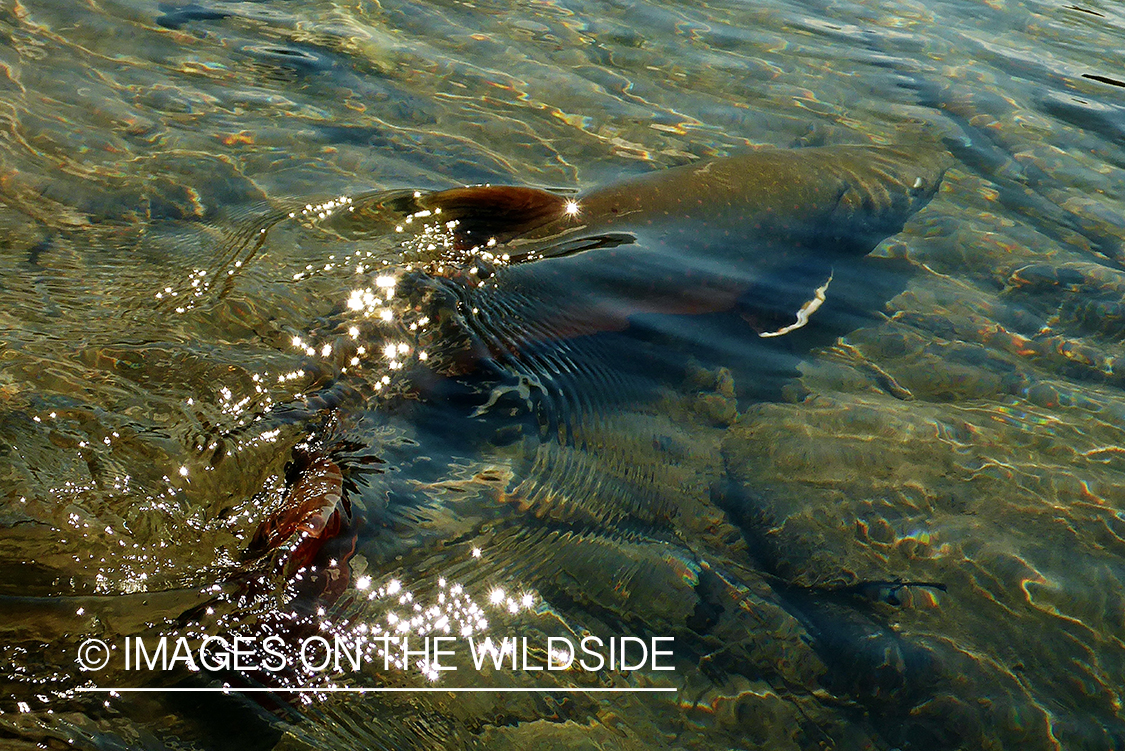 Bull trout being released.