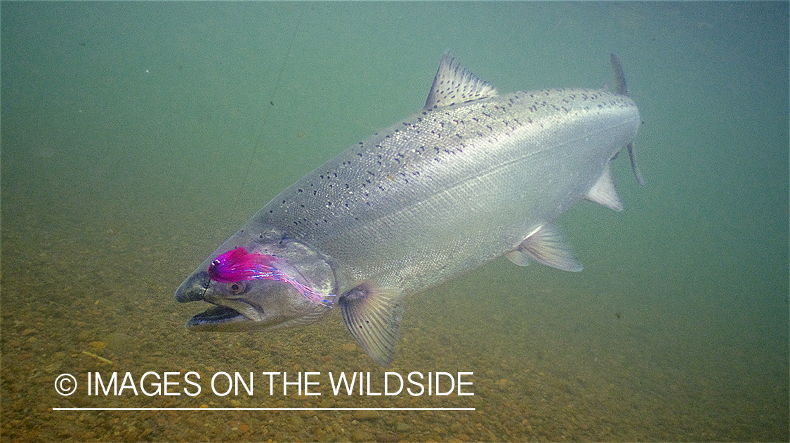 King Salmon on the line.