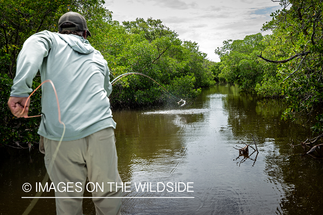 Flyfisherman landing tarpon.