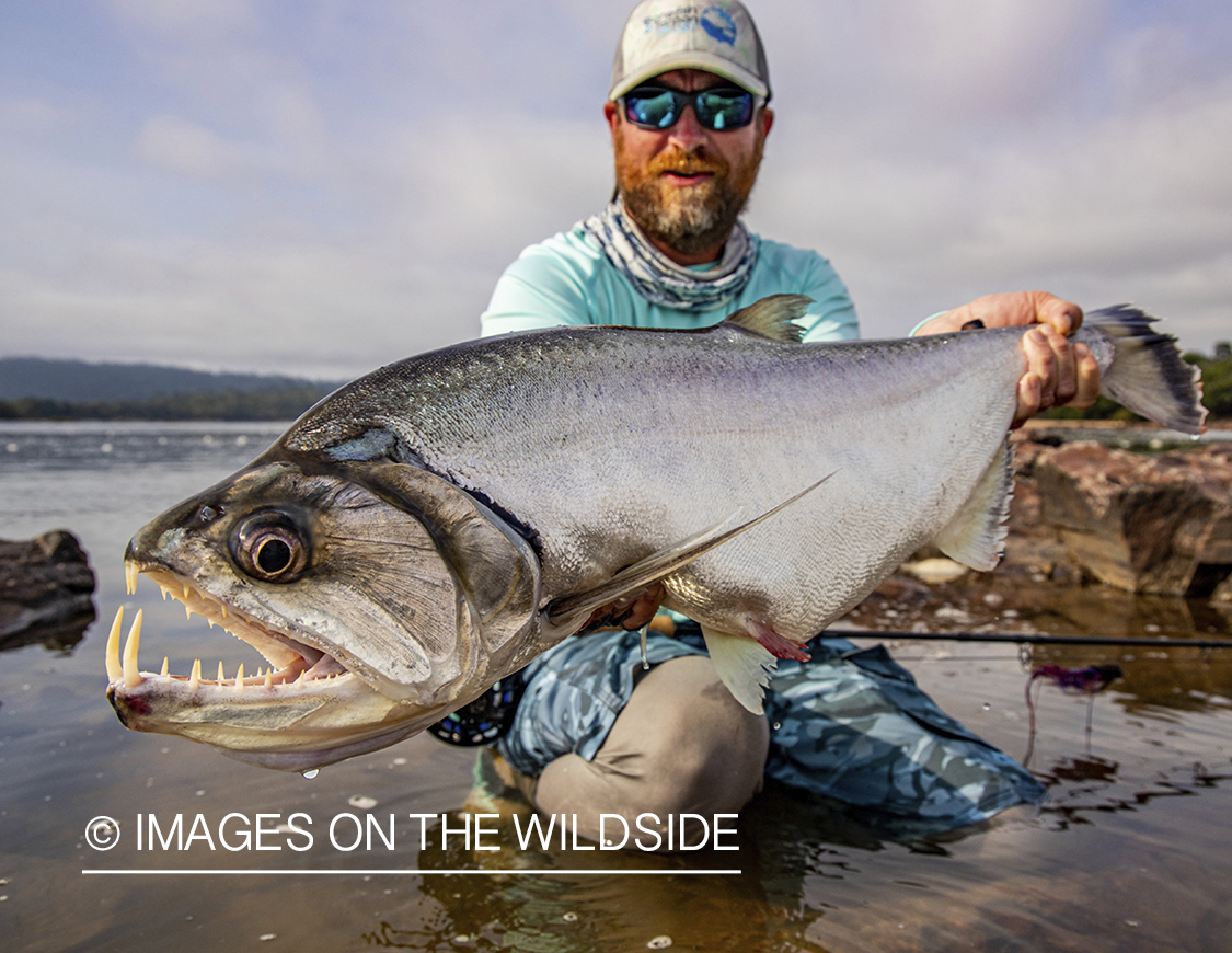 Flyfisherman with payara.