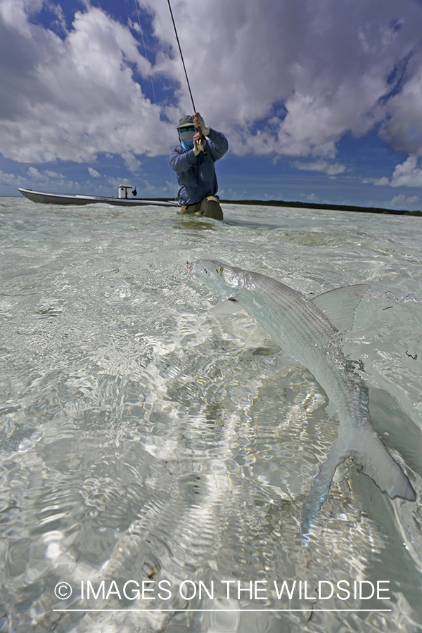 Flyfisherman fighting bonefish.