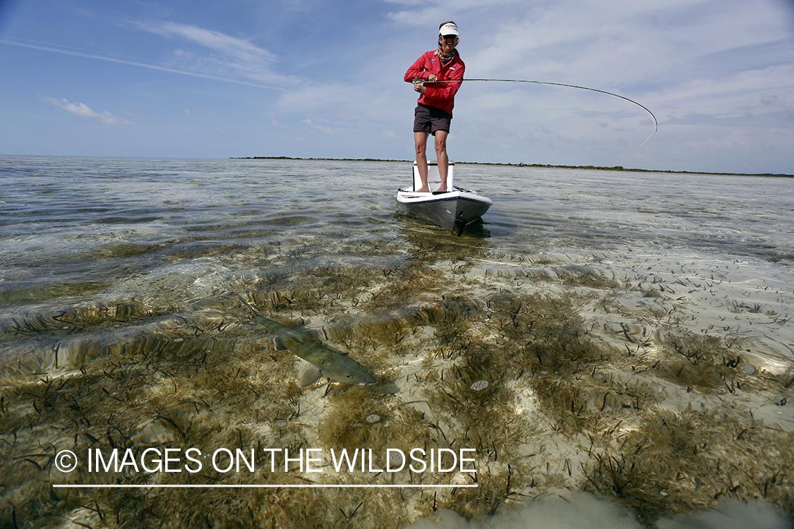 Saltwater flyfishing woman on paddle board fighting bonefish.