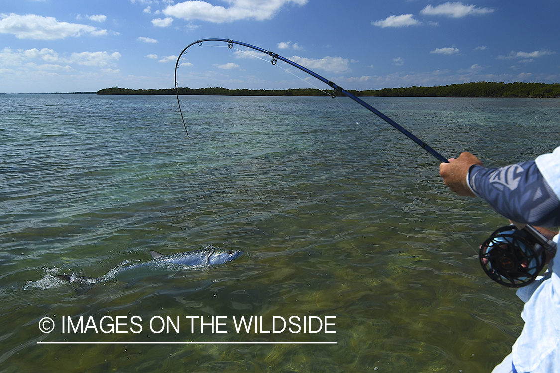 Flyfisherman landing tarpon on flats of Florida Keys.