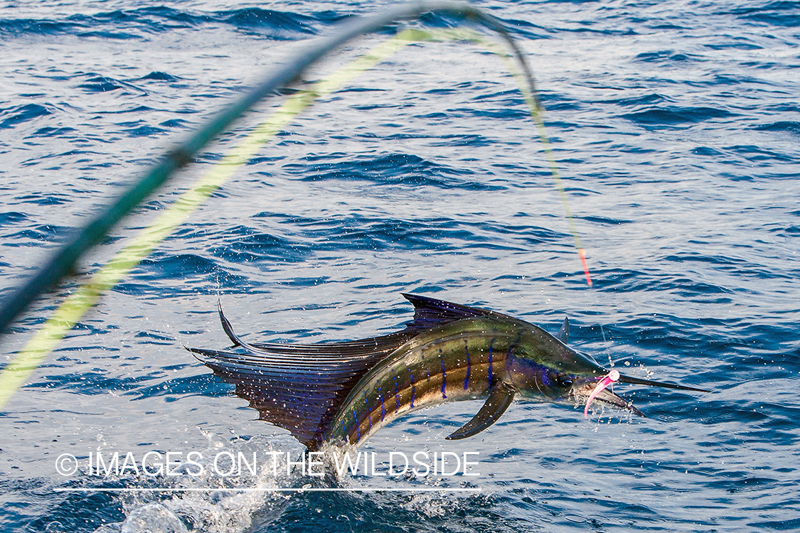 Jumping sailfish on line.