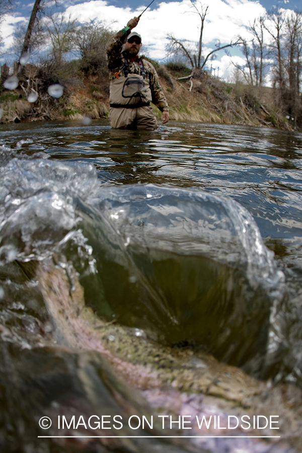 Flyfisherman fighting rainbow trout.