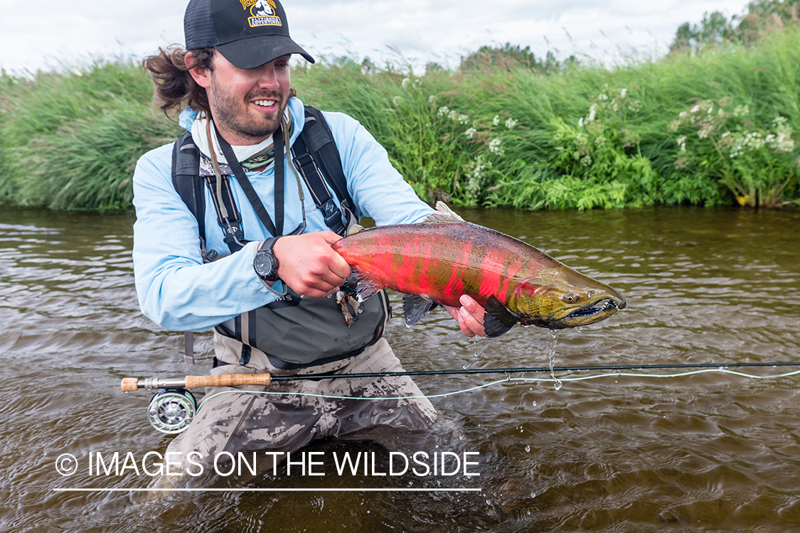 Flyfisherman with cherry salmon in Sedanka river in Kamchatka Peninsula, Russia.