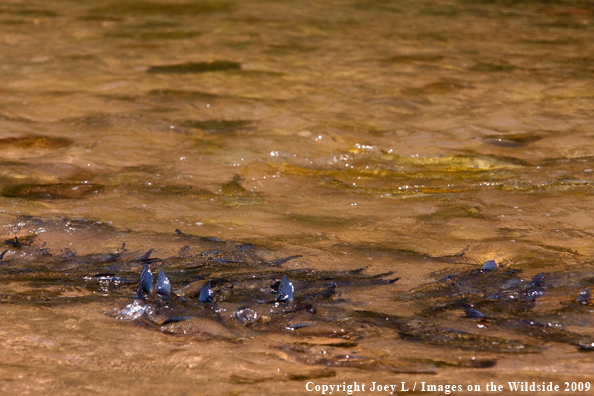 School of fish swimming