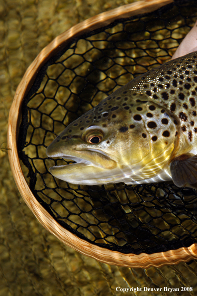 Brown Trout in habitat